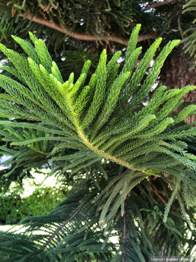 Турецкие каникулы. Часть 2