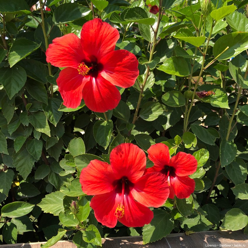 Турецкие каникулы. Часть 2