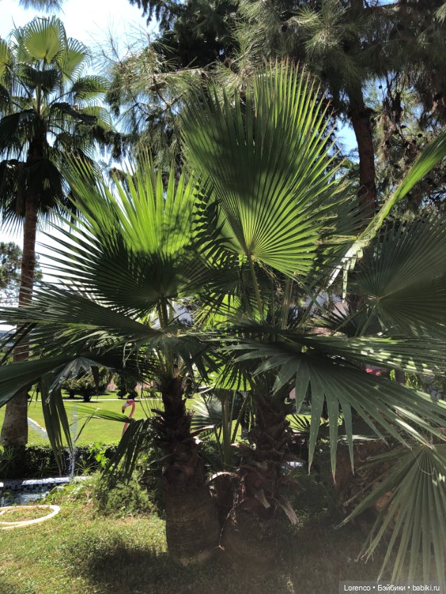 Турецкие каникулы. Часть 2