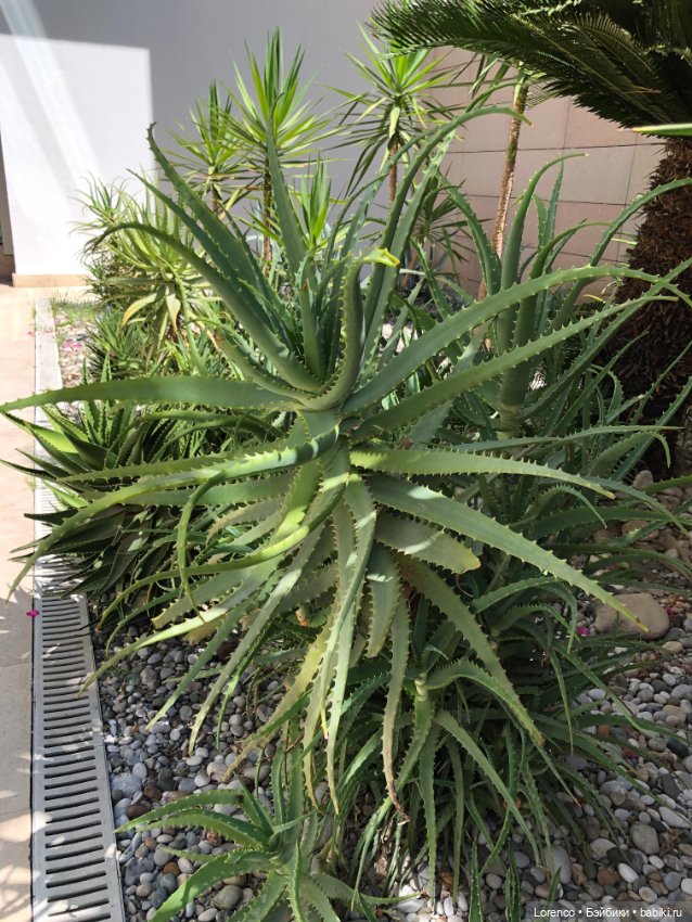 Турецкие каникулы. Часть 2