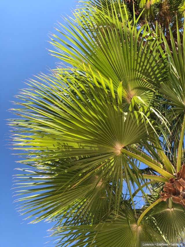 Турецкие каникулы. Часть 2