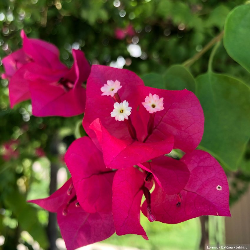 Турецкие каникулы, часть 4. Чучундры