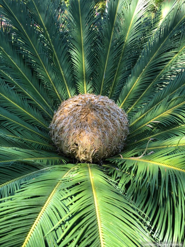 Турецкие каникулы, часть 4. Чучундры