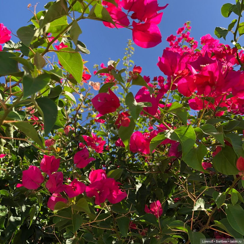 Турецкие каникулы, часть 4. Чучундры