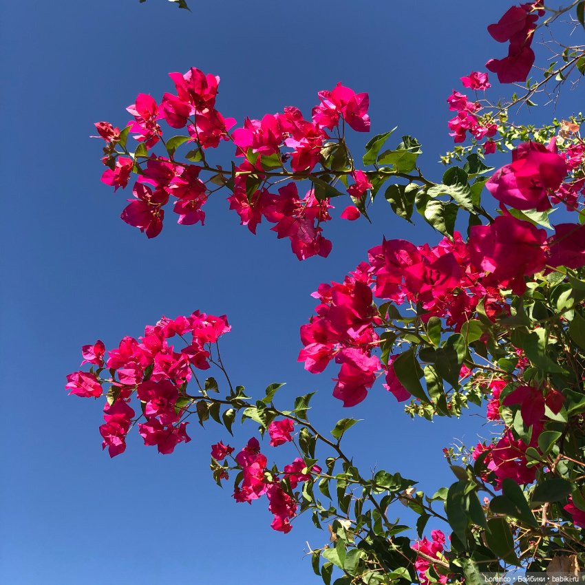 Турецкие каникулы, часть 4. Чучундры