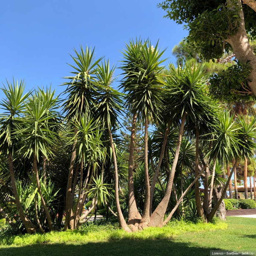 Турецкие каникулы, часть 5 (фото 4)