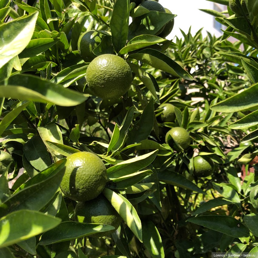 Турецкие каникулы, часть 5 (фото 6)