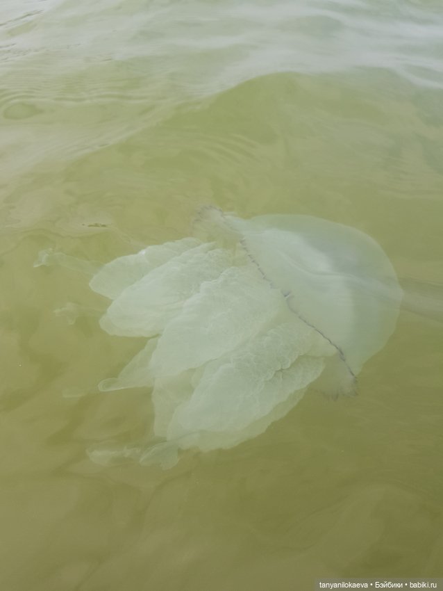 До свидания море, до свидания