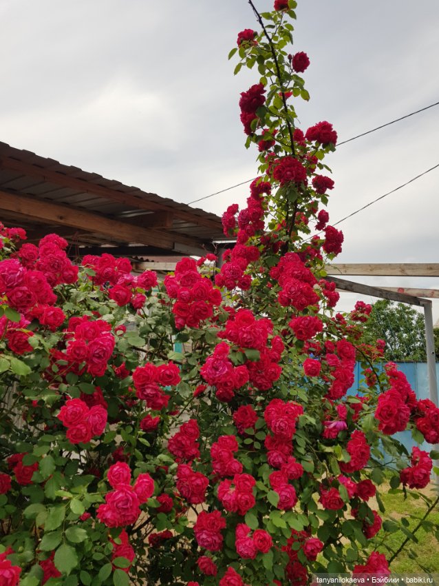 До свидания море, до свидания