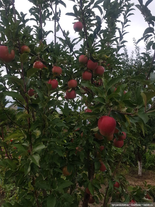 До свидания море, до свидания