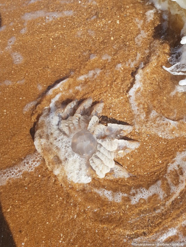 До свидания море, до свидания