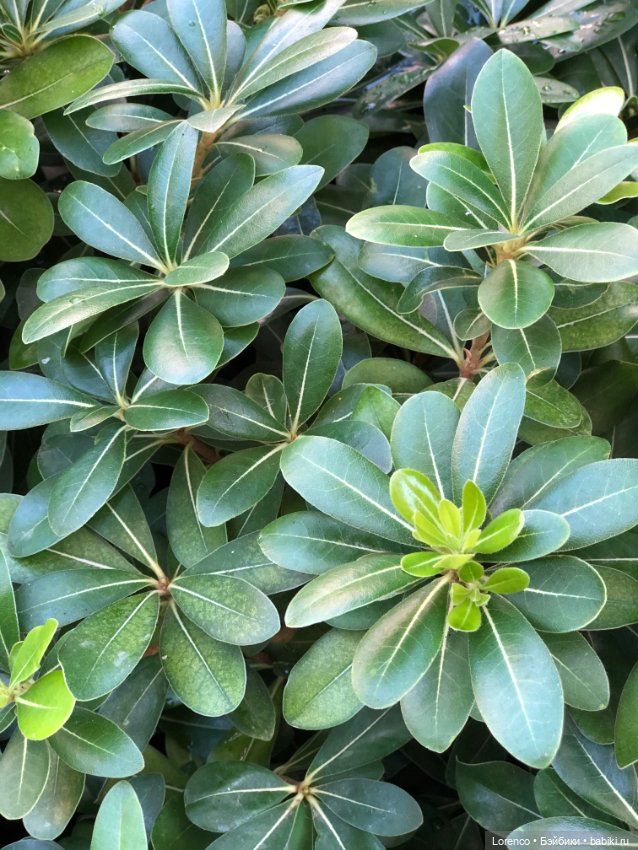 Турецкие каникулы, часть 5