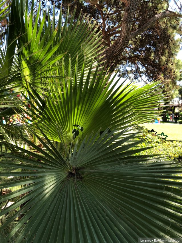 Турецкие каникулы, часть 5