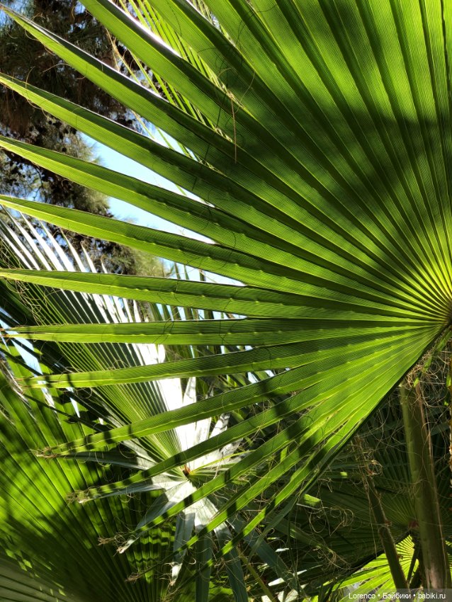 Турецкие каникулы, часть 5