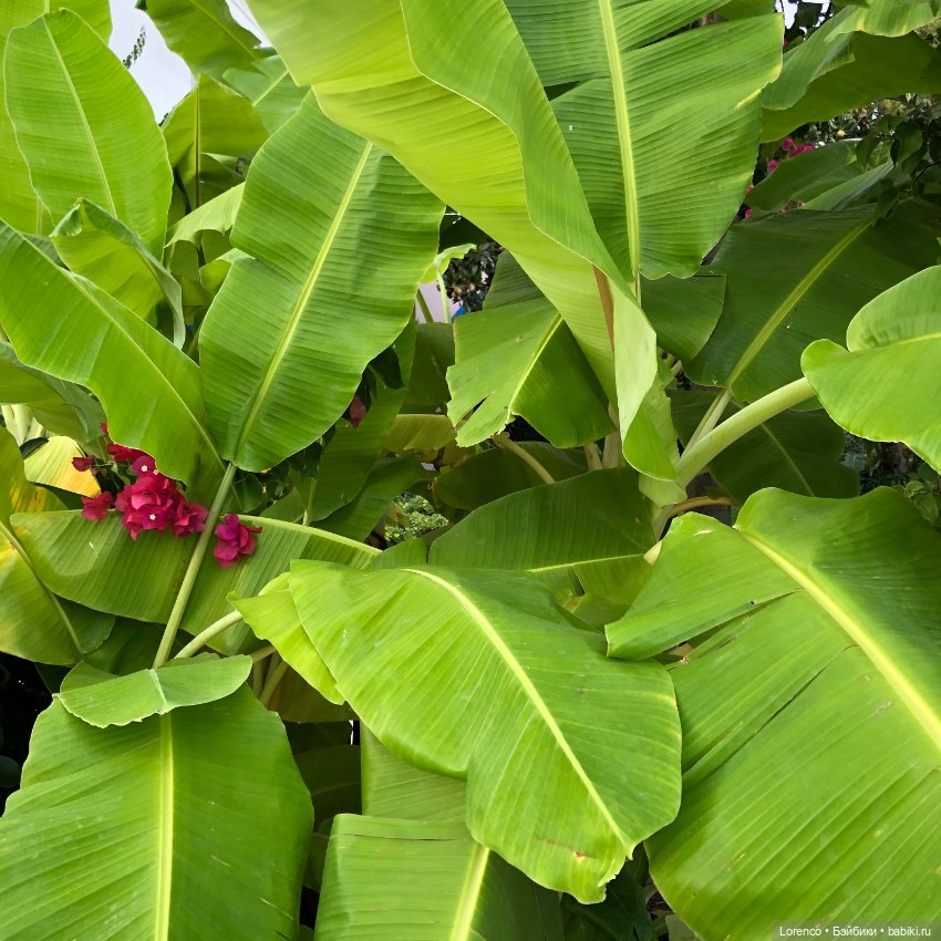 Турецкие каникулы, часть 5