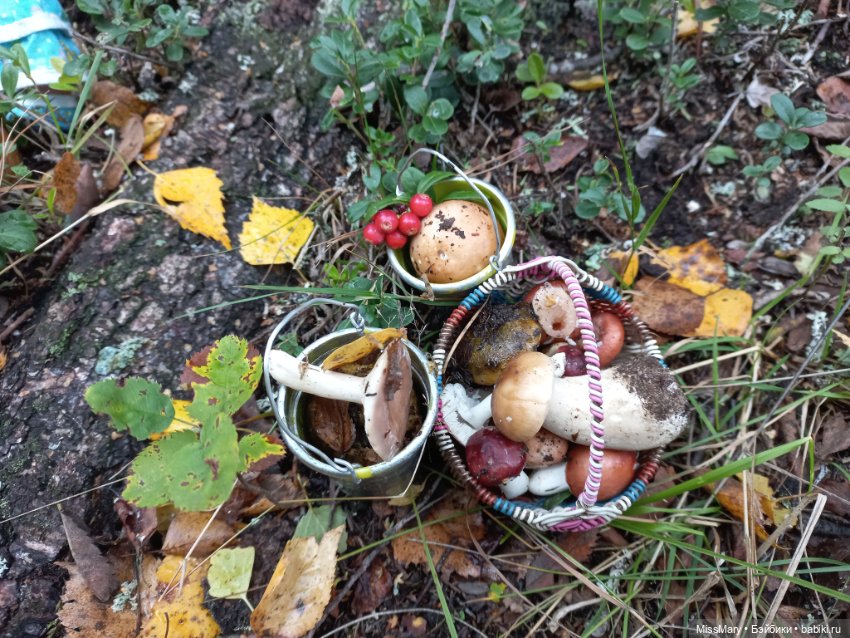 Весёлые картинки. Грибной азарт