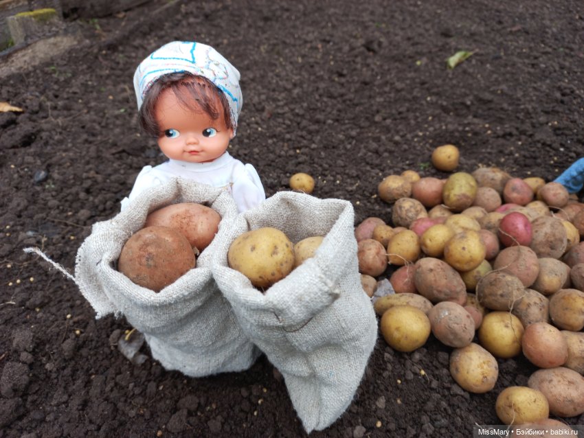 Деревенские мотивы. Урожай картошки (фото 10)
