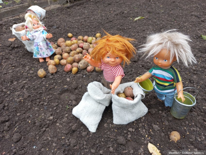 Деревенские мотивы. Урожай картошки