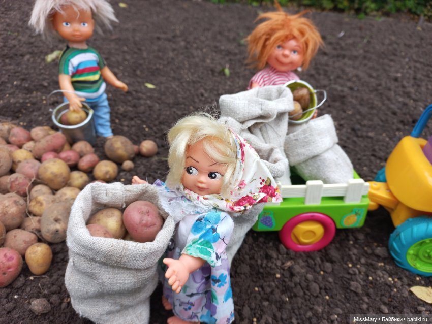 Деревенские мотивы. Урожай картошки (фото 9)