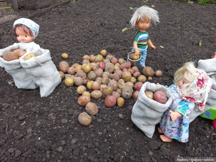 Деревенские мотивы. Урожай картошки (фото 7)