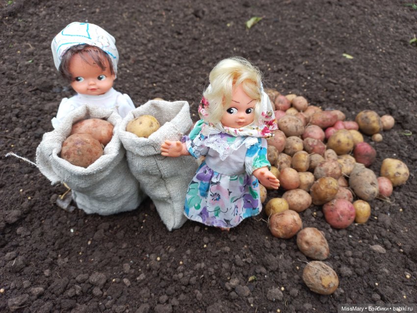 Деревенские мотивы. Урожай картошки