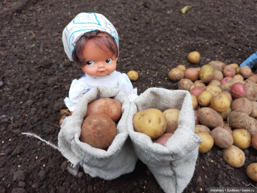 Деревенские мотивы. Урожай картошки (фото 3)