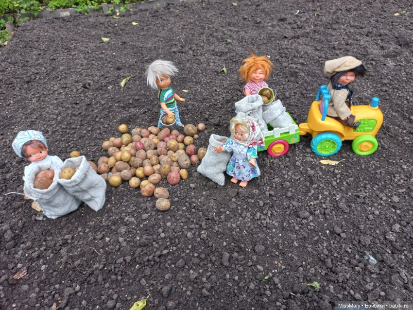 Деревенские мотивы. Урожай картошки