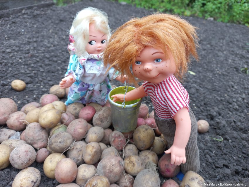 Деревенские мотивы. Урожай картошки