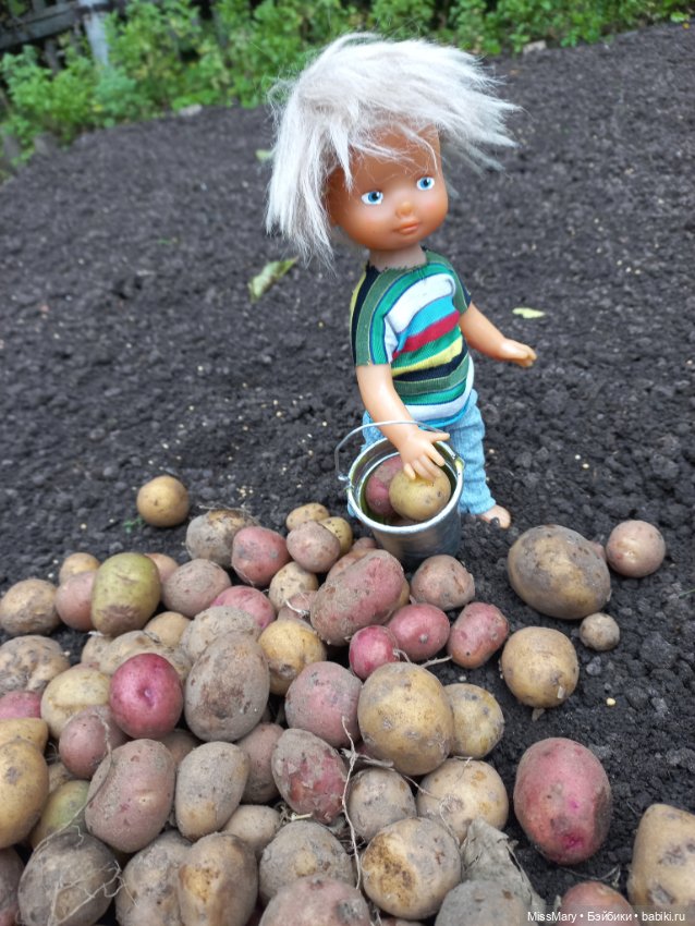 Деревенские мотивы. Урожай картошки (фото 4)