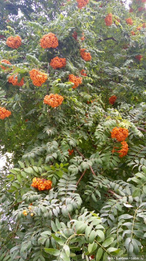 Фото Бижу Мокси Тинз / Moxie Teenz