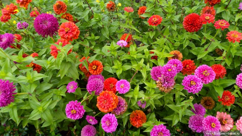 Фото Бижу Мокси Тинз / Moxie Teenz