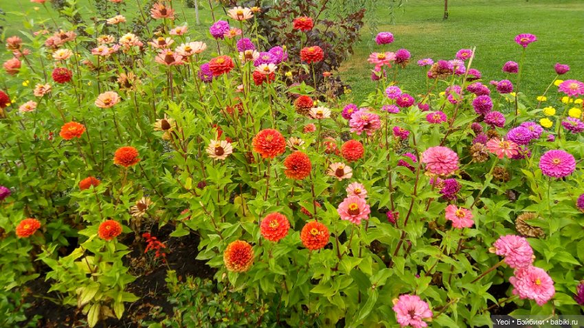 Фото Бижу Мокси Тинз / Moxie Teenz