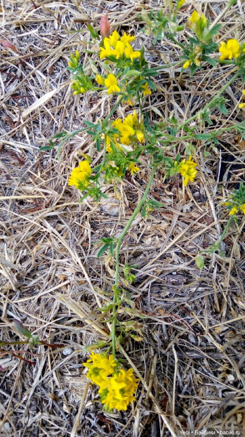 Фото Бижу Мокси Тинз / Moxie Teenz (фото 7)