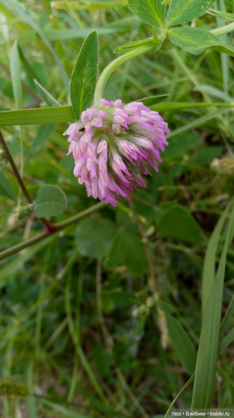 Фото Бижу Мокси Тинз / Moxie Teenz