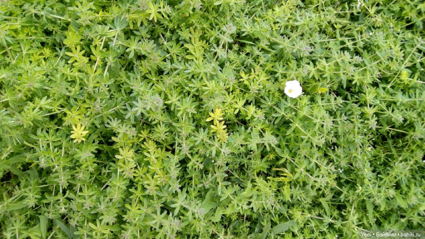 Фото Бижу Мокси Тинз / Moxie Teenz