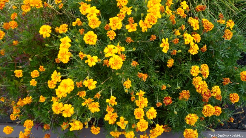 Фото Бижу Мокси Тинз / Moxie Teenz