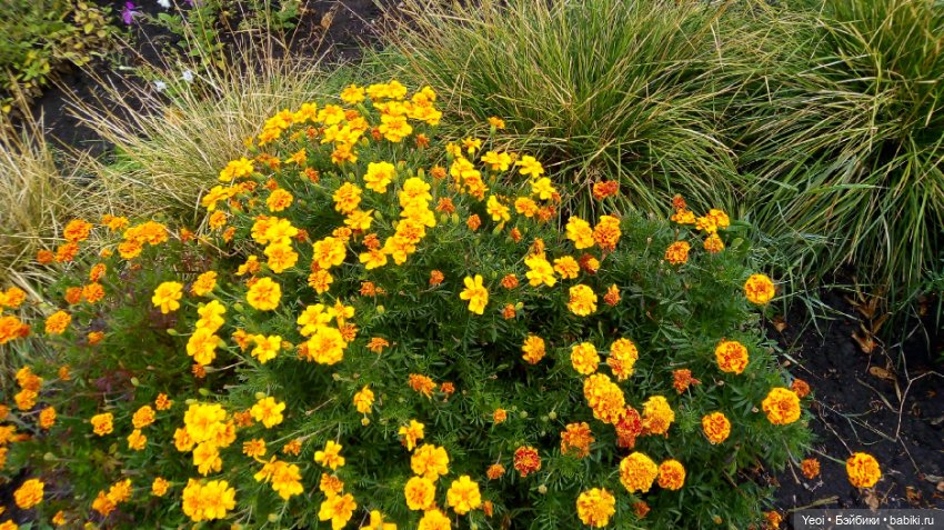 Фото Бижу Мокси Тинз / Moxie Teenz