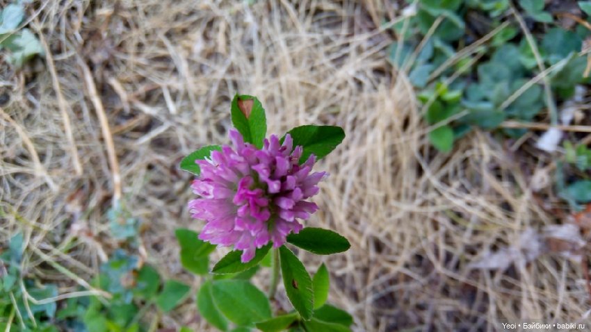 Фото Бижу Мокси Тинз / Moxie Teenz (фото 6)