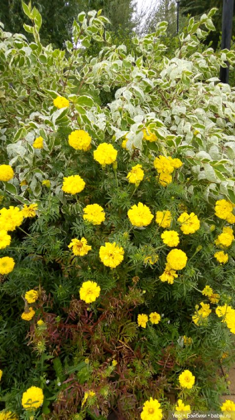 Фото Бижу Мокси Тинз / Moxie Teenz