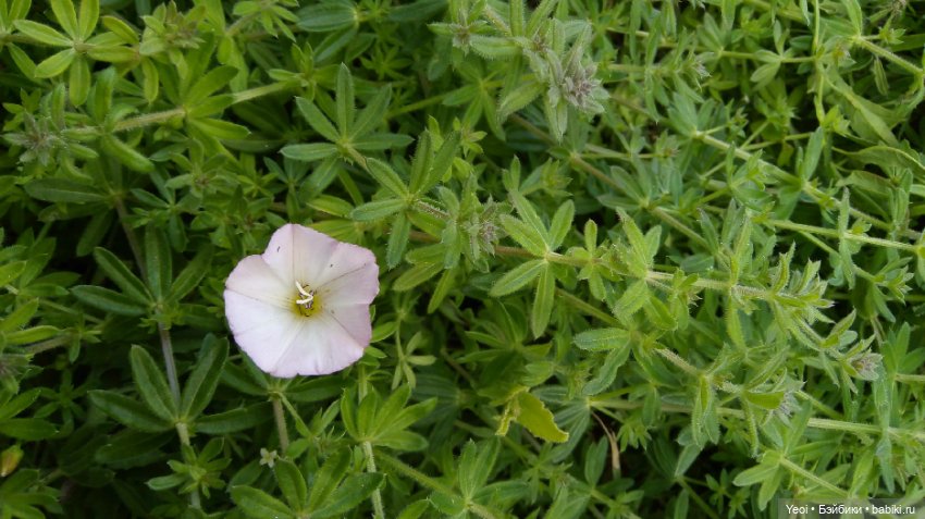 Фото Бижу Мокси Тинз / Moxie Teenz