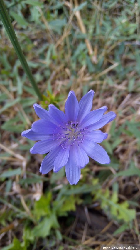 Фото Бижу Мокси Тинз / Moxie Teenz