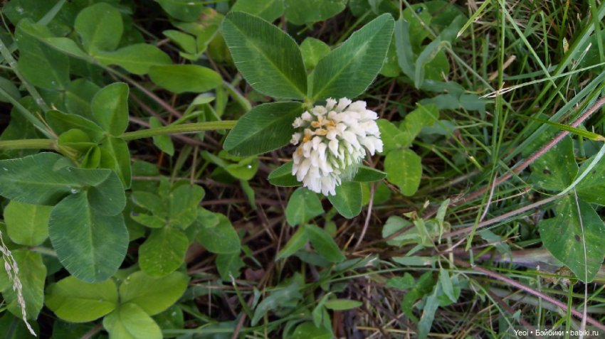 Фото Бижу Мокси Тинз / Moxie Teenz