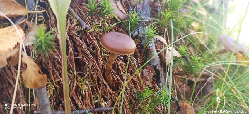 Покажу осень в Заполярье. И изменения одного и того же места. В разные месяцы. Приглашаю прогуляться