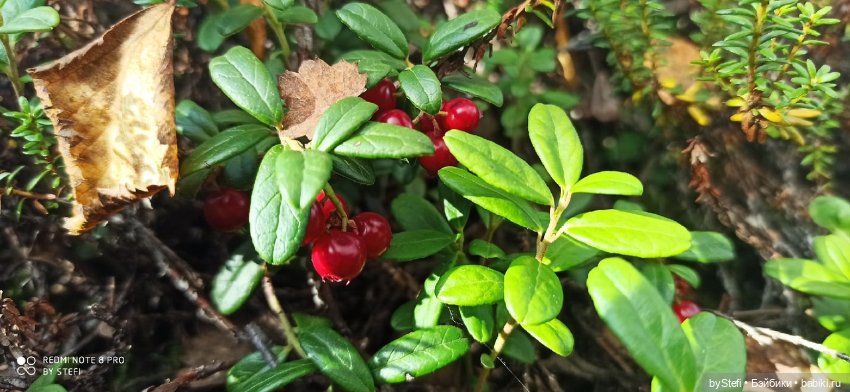 Покажу осень в Заполярье. И изменения одного и того же места. В разные месяцы. Приглашаю прогуляться