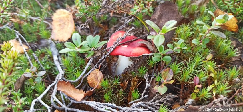 Покажу осень в Заполярье. И изменения одного и того же места. В разные месяцы. Приглашаю прогуляться