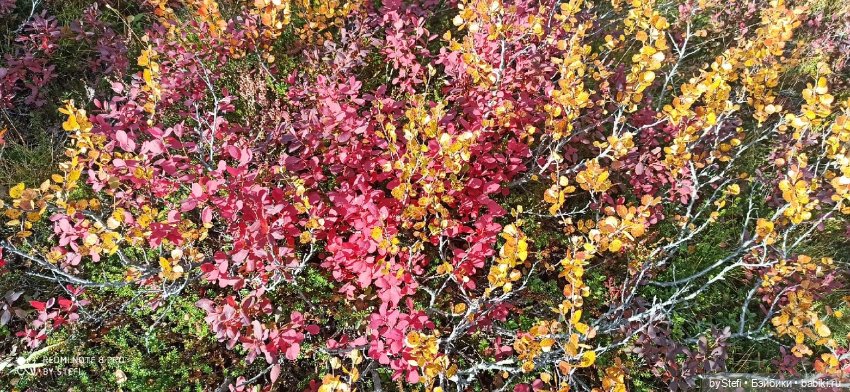 Покажу осень в Заполярье. И изменения одного и того же места. В разные месяцы. Приглашаю прогуляться