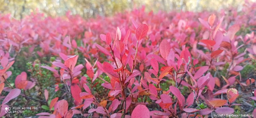 Покажу осень в Заполярье. И изменения одного и того же места. В разные месяцы. Приглашаю прогуляться