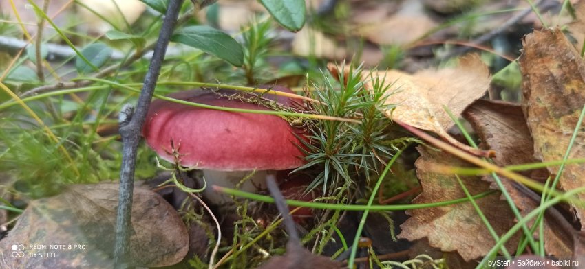 Покажу осень в Заполярье. И изменения одного и того же места. В разные месяцы. Приглашаю прогуляться