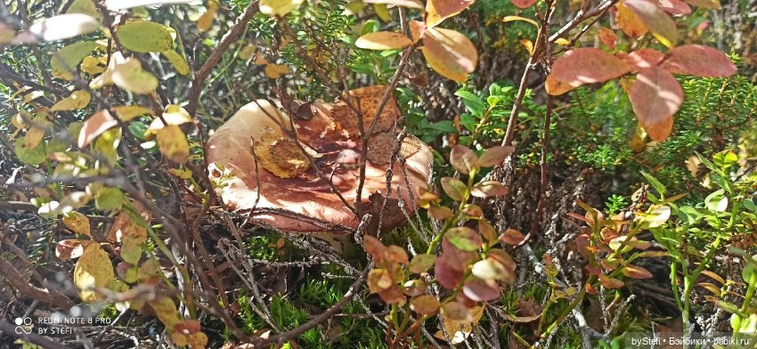 Покажу осень в Заполярье. И изменения одного и того же места. В разные месяцы. Приглашаю прогуляться