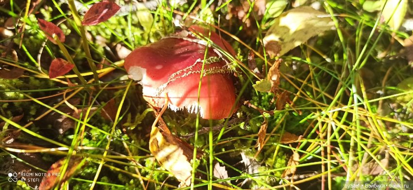 Покажу осень в Заполярье. И изменения одного и того же места. В разные месяцы. Приглашаю прогуляться